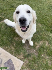English Cream Golden Retriever  Listing Image