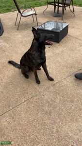 Stud Dutch shepherd German shepherd Belgian mal mix Listing Image