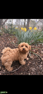 Golden Shypoo  Listing Image