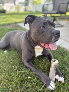 Corso/Bully Stud Listing Image