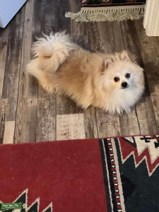 Proven Stud Pomeranian Listing Image