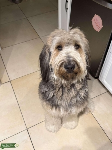 Handsome stud,Exceptional puppies Listing Image