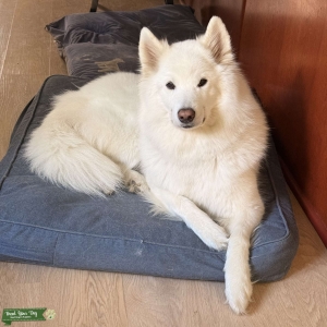 AKC Registered Female Listing Image