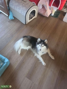 Pomsky stud Listing Image