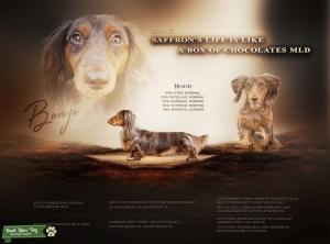 Miniature Chocolate Dapple Longhair Dachshund Listing Image
