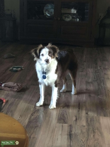 Looking for Toy Aussie Stud Listing Image