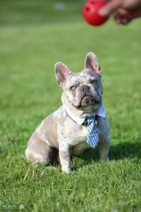 Cash — Proven AKC-Registered Merle French Bulldog Stud Listing Image