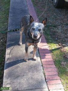 Blue Heeler Listing Image
