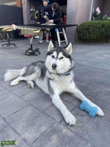 Husky for Stud Listing Image