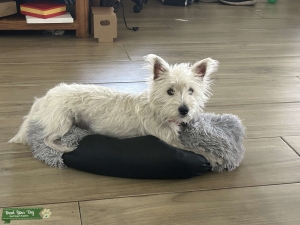 Westie female looking for a boyfriend  Listing Image