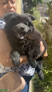 Chow chow  Listing Image