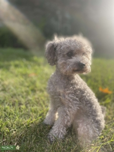 AKC Toy Poodle Stud – 4 lbs – Silver/Gray – Showdog Bloodline Listing Image