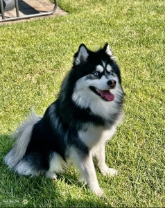 Pomsky Stud Listing Image