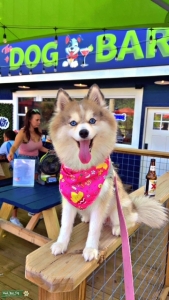 Blue-Eyed Pomsky 1st Time Mommy Listing Image