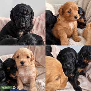 Mini toy poodle poodles Listing Image
