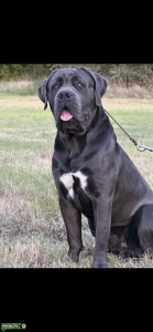 Cane corso male for stud Listing Image