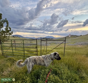 AKC ANATOLIAN SHEPHERD  STUD-OFA HEALTH TESTED Listing Image