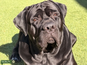Black Cane Corso 3 y/o  Listing Image