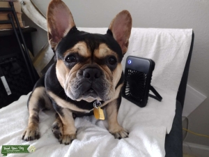 Sweet Tri-Color Frenchie  Listing Image