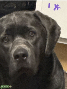 AKC Charcoal English Labrador mid 2027 Listing Image