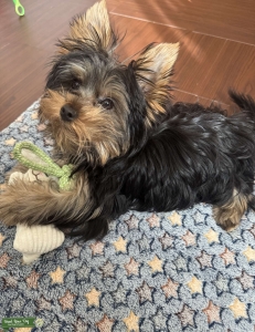 Registered Purebred Yorkie Stud – All Papers – First-Time Discount Listing Image