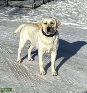 AKC English Yellow Lab Stud Listing Image