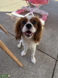 Stud Blenheim Cavalier   Listing Image