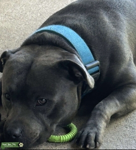 ANKC registered Staffordshire stud dog Listing Image