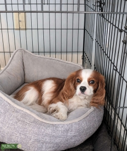 Proven Blenheim Cavalier King Charles Spaniel Listing Image