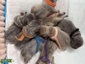 French Bulldog Puppies – AKC Registered • Family Raised Listing Image