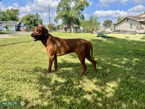 Stud for breeding Listing Image