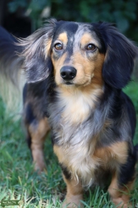 Miniature long hair dachshund stud services  Listing Image