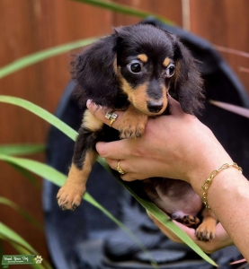 Ready to leave Miniature Dachshunds  Listing Image