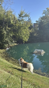 Red & White Blue-Eyed Siberian Husky Stud — Sweet Temperament, Health Tested Listing Image