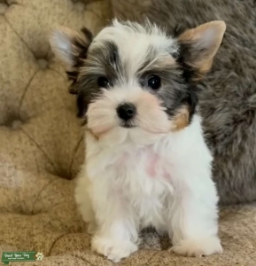 Male Puppy Milo – Looking for a Loving Home Listing Image