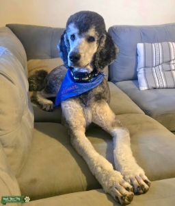 Phantom Standard Poodle Listing Image