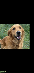 Fox red golden retriever for stud  Listing Image