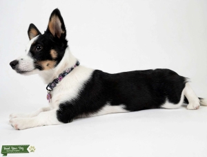 Dorgi Female seeking Dorgi or Corgi Pembroke  Listing Image