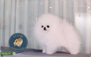 Snow AKC registered imported from Korea  Listing Image
