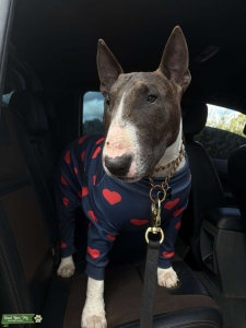 PEDIGREE STUD: Male Bull Terrier Listing Image