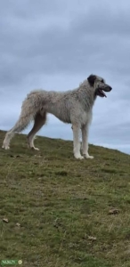 Irish Wolfhound for Stud Listing Image
