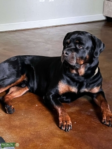 GERMAN ROTTWEILER STUD — SEEKING A FEMALE FOR A PICK-OF-THE-LITTER AGREEMENT Listing Image