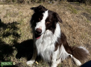 Purebred Border Collie Stud Listing Image