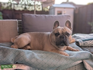 French Bulldog for Stud Listing Image