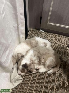 Miniature Australian Shepherds  Listing Image