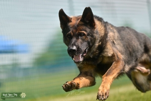 Working-Line German Shepherd For Stud ($1,300) Listing Image