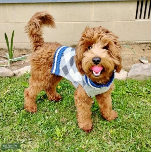 Stud - Micro Golden Doodle 13 lbs Listing Image