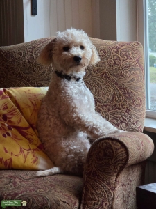 POOCHON would like a girlfriend  Listing Image
