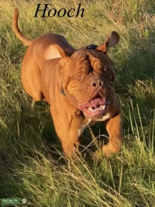 Dogue Stud Listing Image
